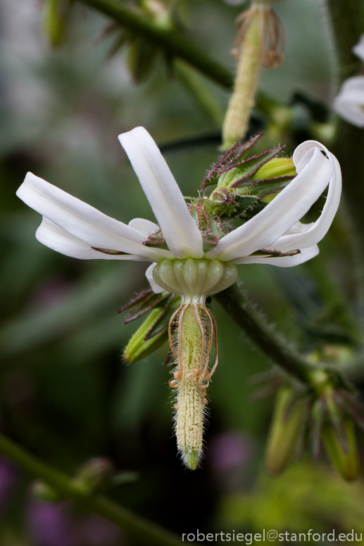 michauxia bellflower